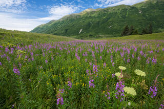 Mountain Meadow