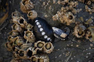 Chiton and Barnacles