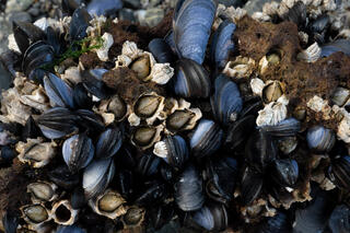 Mussels and Barnacles