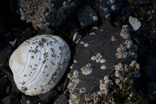 Clam and Barnacles