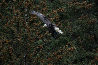 Landing Eagle