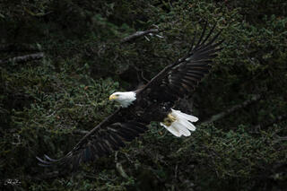 Eagle in Flight