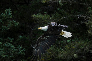 Flying Eagle