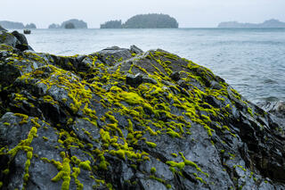Greens and Grey