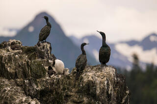 Cormorants and Mountains
