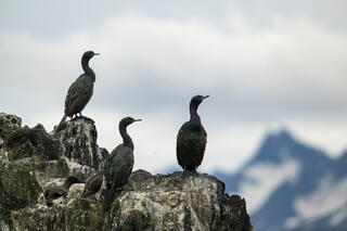 Cormorant Trio