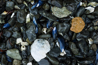 Mussels and Rocks