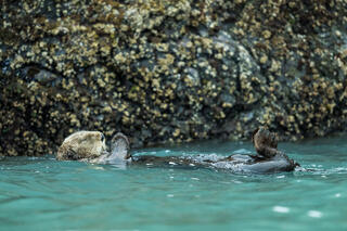 Resting Otter