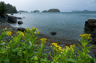 Flowers and Beach