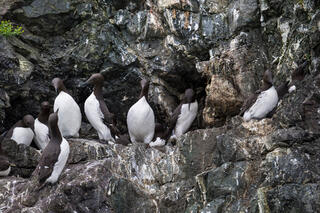 Resting Murres
