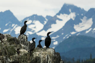 Perching Cormorants