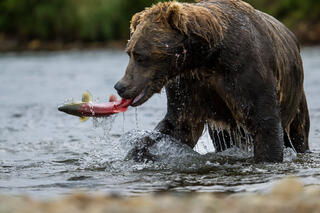 Sockeye Flip