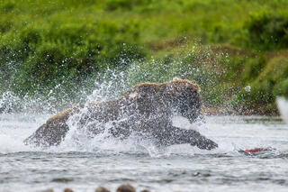 The Splash