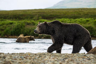 Stream Patrol