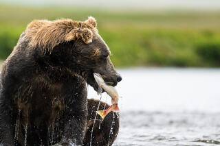 Mouthful of Salmon