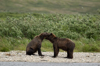 Shoreside Nuzzle