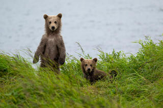 Curious Cub