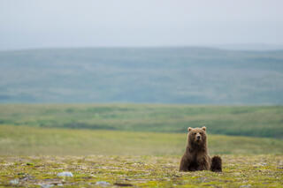 Tundra Rest