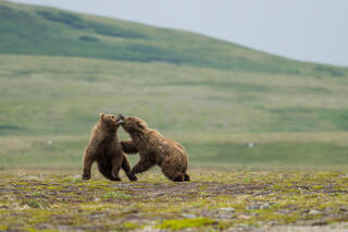 Sibling Rivalry