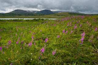 Blowing Fireweed