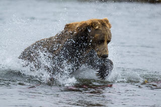 Plowing for Salmon