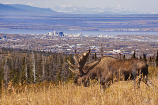 Urban Moose print