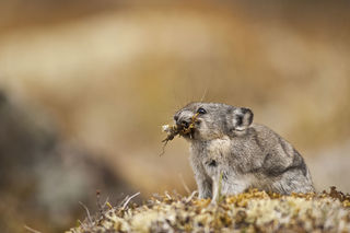 Foraging Pika print