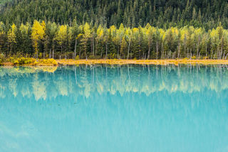 Portage Gold and Turquoise print