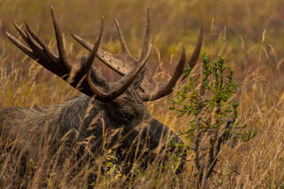 Resting Bull