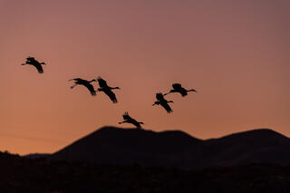 Sandhill Flight