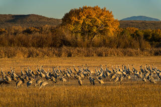 Gathering Sandhill Cranes