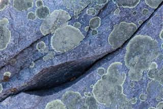 Lichen Patterns