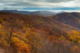 Autumn View