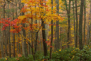 Color and Layers