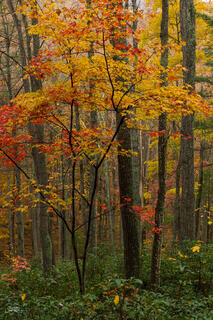 Color Blend