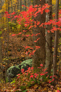 Red Tapestry