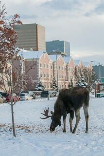 Anchorage, Moose, Park Strip, Urban, winter