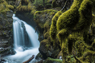 Moss and Falls print