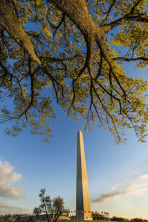 Cottonwood and Monument print