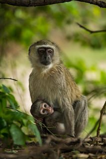 Resting Mother