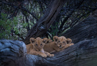 Resting Cubs