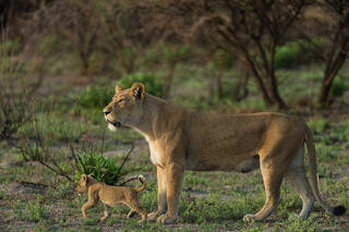 Mother's Pause