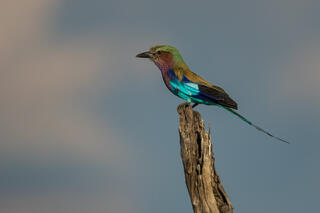 Roller Profile