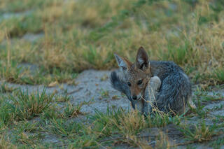 Huddling Jackal