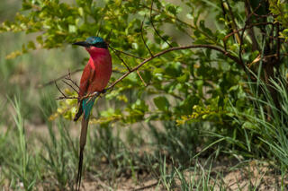 Bee-Eater on Branch