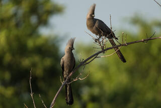 Staying Birds