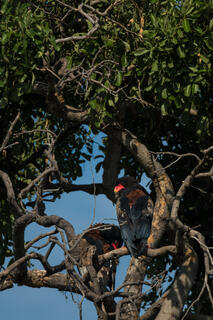 Bateleurs in Tree