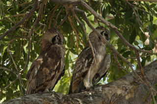 Resting Owls