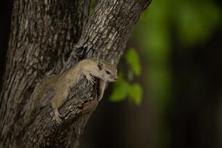 Squirrel at Rest 