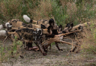 Tug-of-War